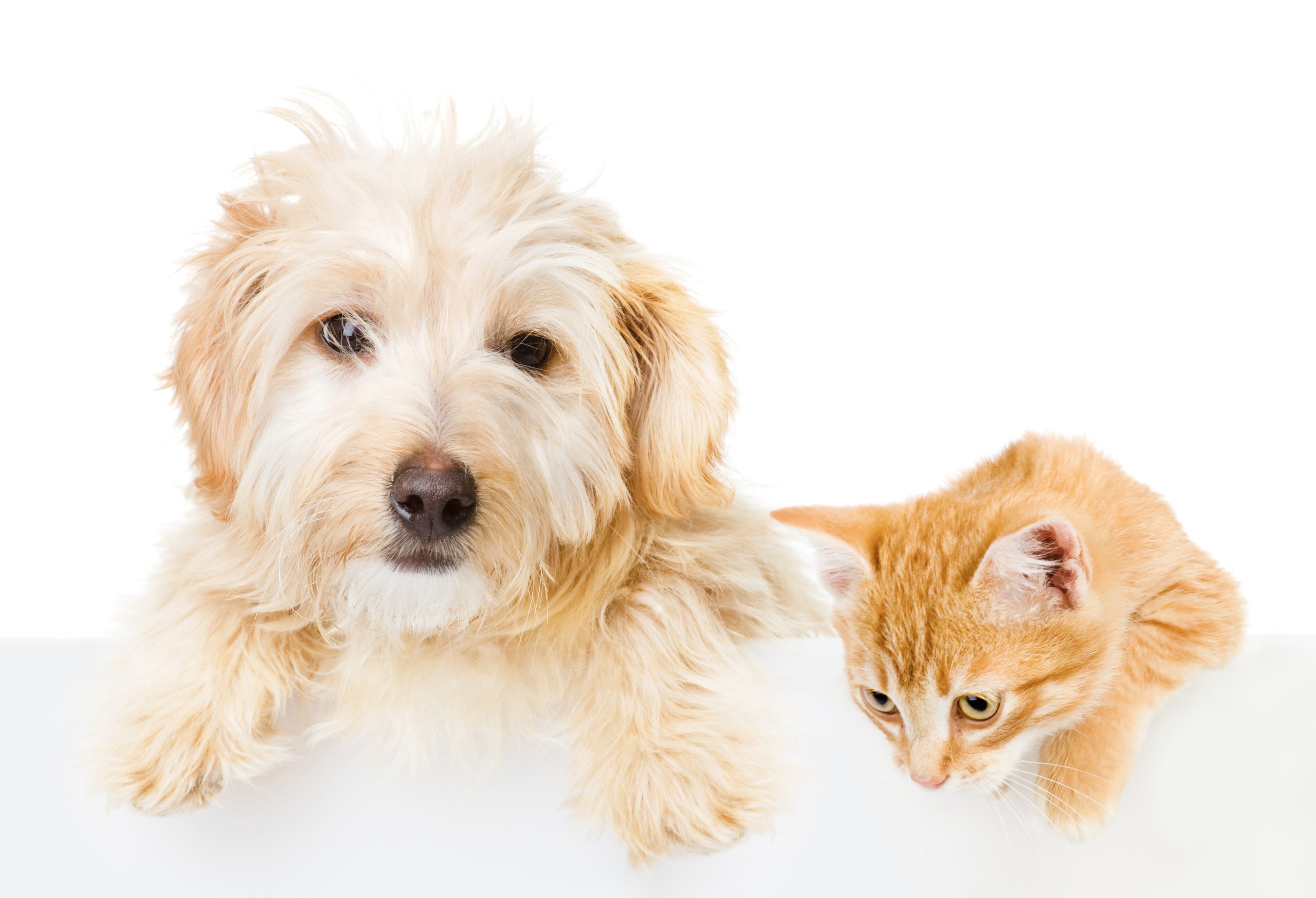Cat and Dog above white banner. isolated on white background